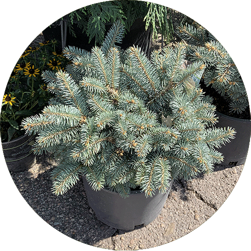 Small Blue Globe Spruce.